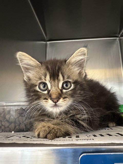 CLEOPATRA - Domestic Medium Hair available for adoption