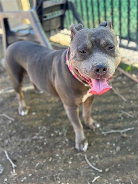 SMOKES - Pit Bull Terrier available for adoption