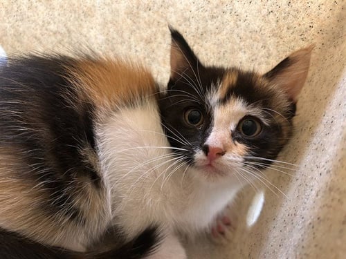 CATALINA - Domestic Short Hair available for adoption