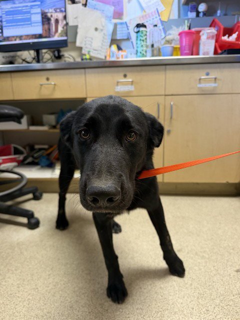 JOHNNY - German Shepherd Dog available for adoption