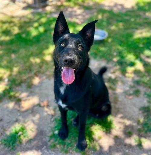 JOHNNY - Labrador Retriever available for adoption