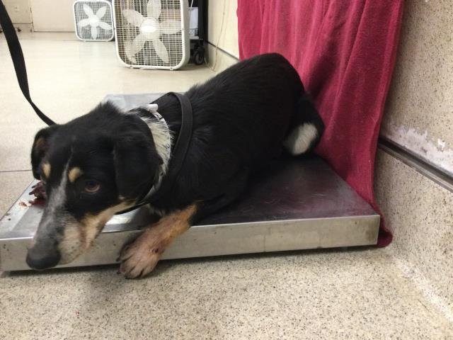 JADE - Australian Cattle Dog/Blue Heeler available for adoption