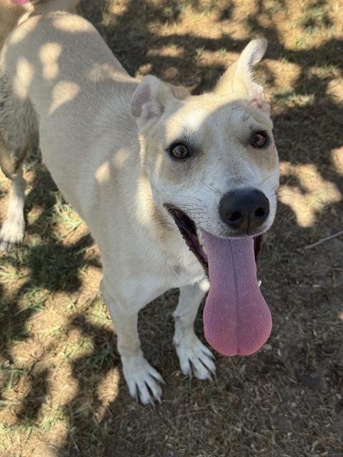 STITCH - German Shepherd Dog available for adoption
