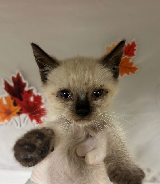 SPOT - Domestic Short Hair available for adoption