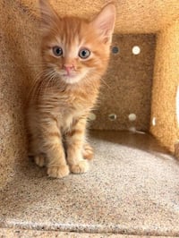 GARFIELD - Photo 1