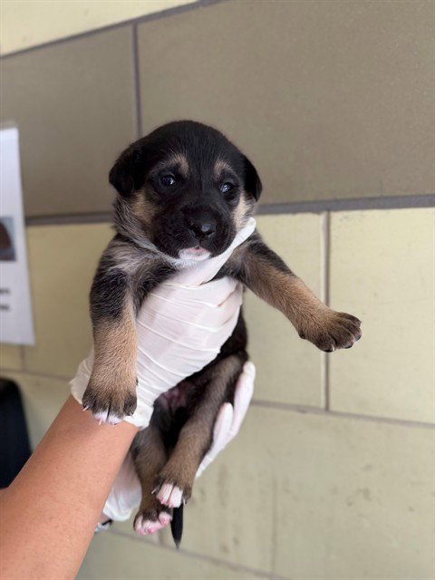 FRANCIS - Pit Bull Terrier / German Shepherd Dog available for adoption
