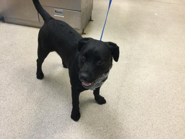 DEXTER - Labrador Retriever available for adoption