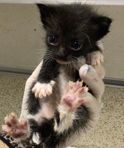 SHADOW - Domestic Short Hair available for adoption