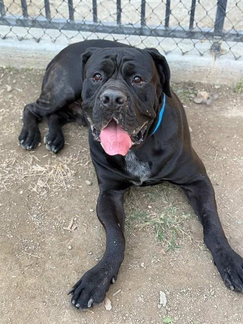 BOULDER - Mastiff available for adoption