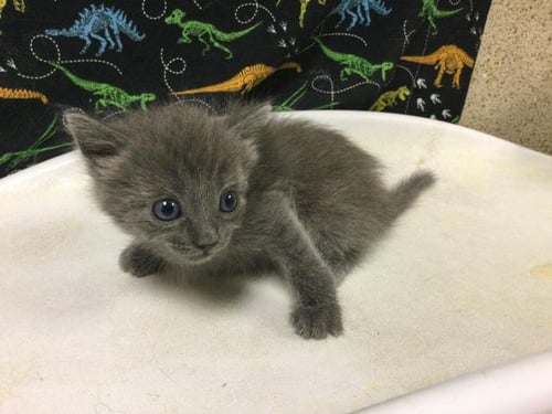 SALLY - Domestic Short Hair available for adoption