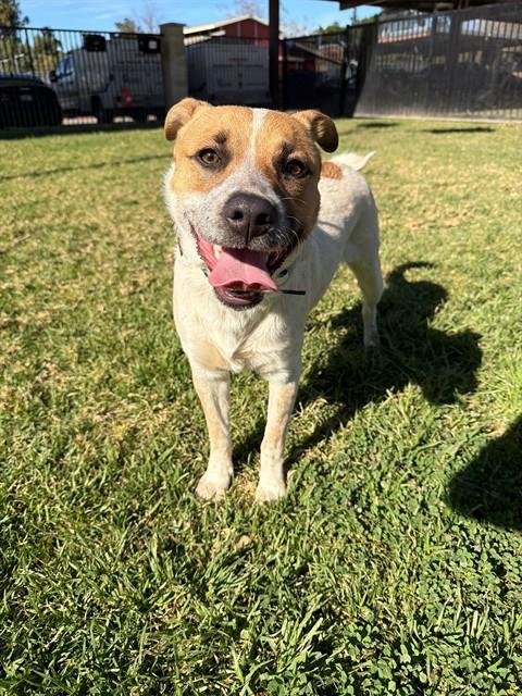 BILLYBOY - Australian Cattle Dog/Blue Heeler available for adoption