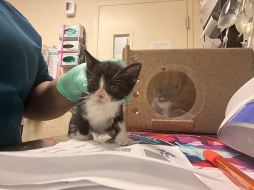 PENNY - Domestic Short Hair available for adoption