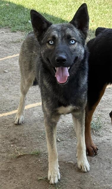 GHOST - Belgian Shepherd Malinois available for adoption