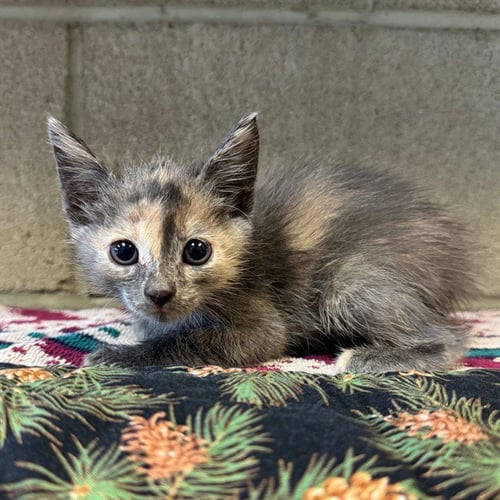 INKY - Domestic Short Hair available for adoption