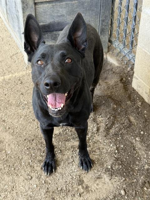 REN - Labrador Retriever / Pit Bull Terrier available for adoption