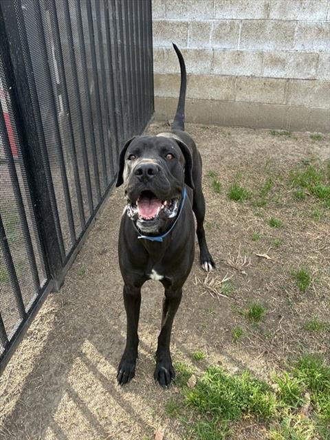 FRANK - Cane Corso Mastiff available for adoption
