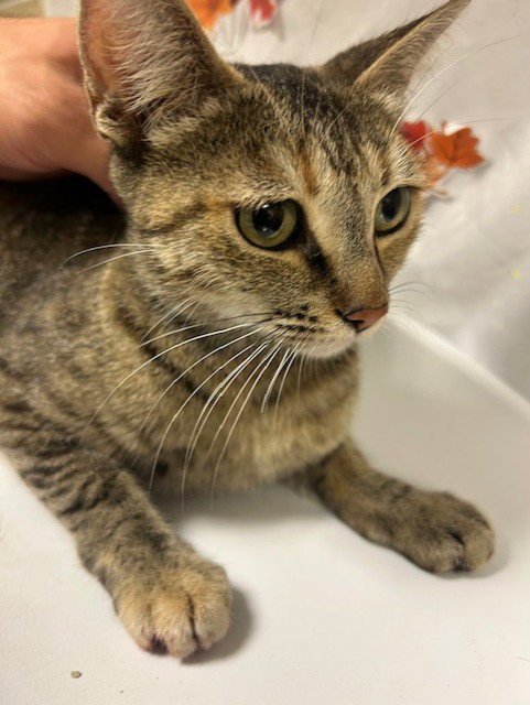 AURORA - Domestic Short Hair available for adoption