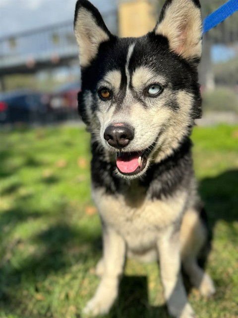 BABE - Siberian Husky available for adoption
