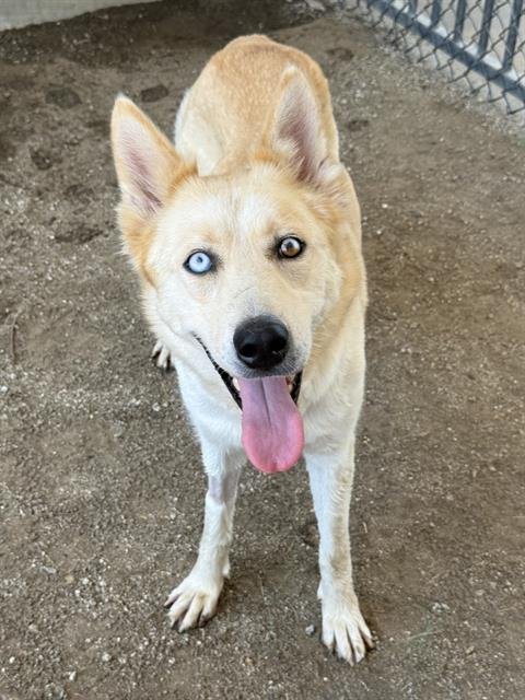 CUTIE PIE - Siberian Husky available for adoption