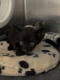 BINX - Photo 1