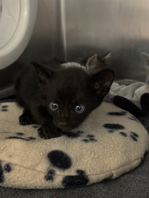 BINX - Domestic Short Hair available for adoption