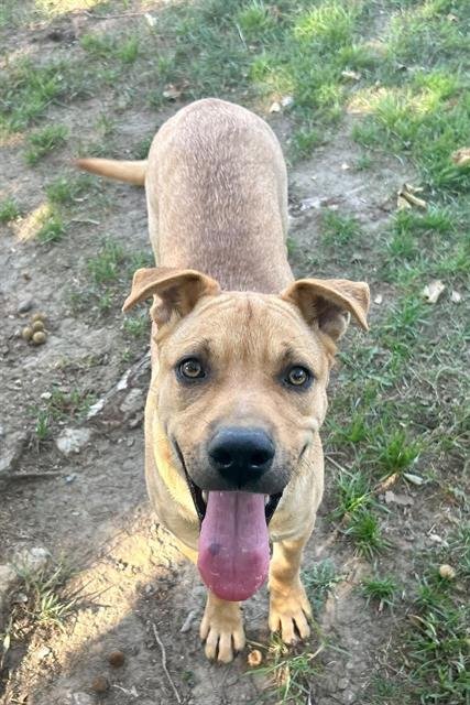 STEWIE - Chinese Shar-Pei available for adoption