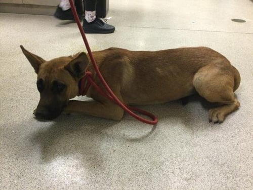 PIP - German Shepherd Dog available for adoption