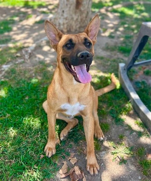 PIP - German Shepherd Dog available for adoption