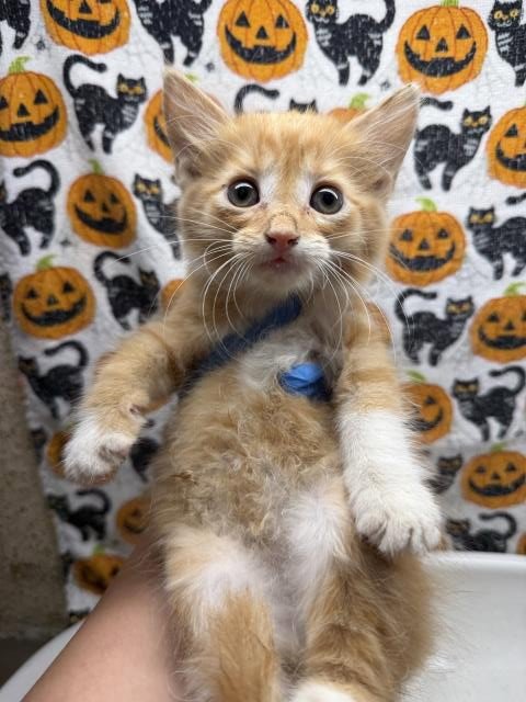 CLOUD - Domestic Short Hair available for adoption