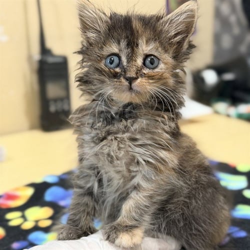 CHIQUIS - Domestic Long Hair available for adoption