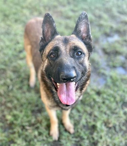 TONKA - German Shepherd Dog available for adoption