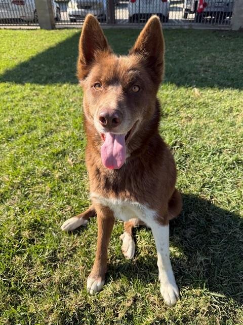 ROCKY - Siberian Husky available for adoption
