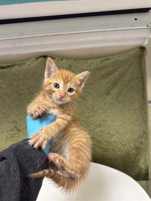 MASON - Domestic Short Hair available for adoption