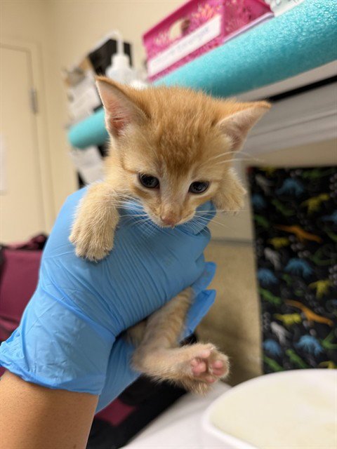 CLEMENTINE - Domestic Short Hair available for adoption