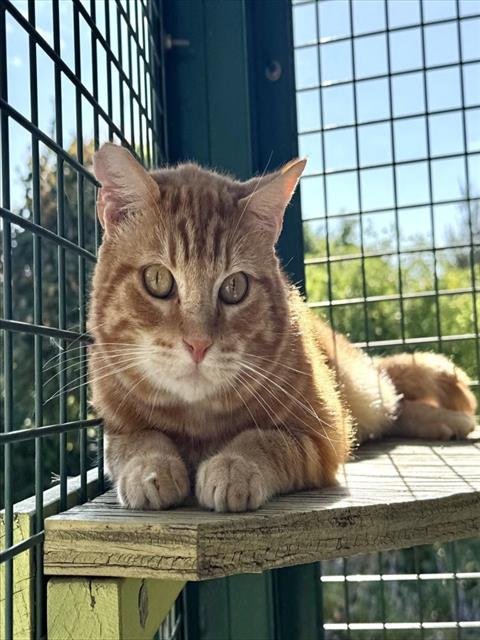 TANG - Domestic Short Hair available for adoption
