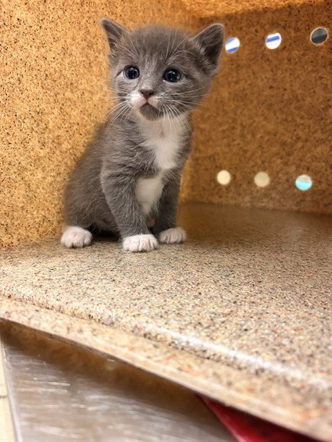 BEAST - Domestic Short Hair available for adoption