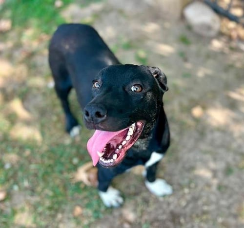 RUMI - Pit Bull Terrier / Labrador Retriever available for adoption