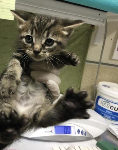 A1917613 - Domestic Short Hair available for adoption