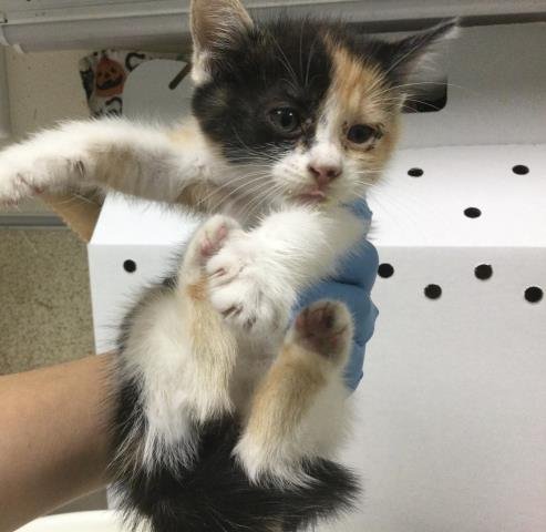 SALLY - Domestic Short Hair available for adoption