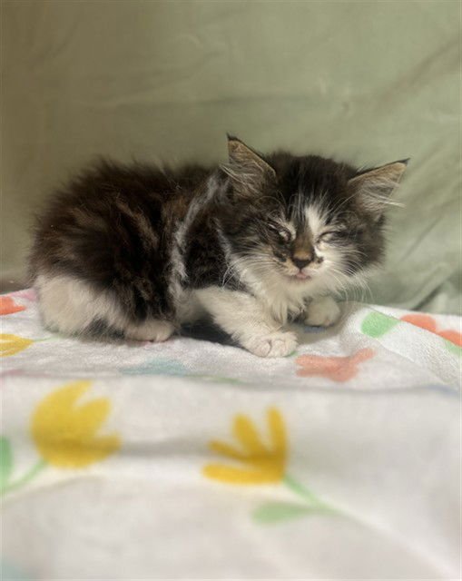 ATOM - Domestic Long Hair available for adoption