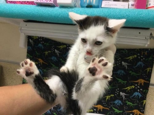 SNOWFLAKE - Domestic Long Hair available for adoption