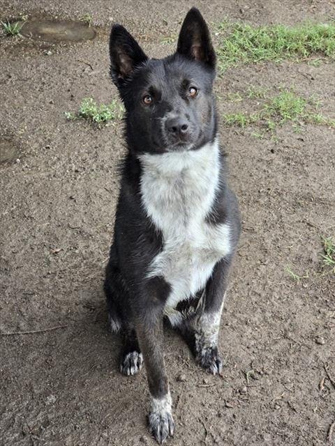 ATHENA - Australian Cattle Dog/Blue Heeler available for adoption