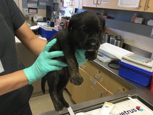 FRENCH FRY - German Shepherd Dog / Australian Shepherd available for adoption