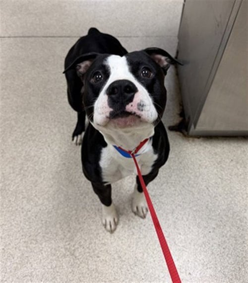 MR. BONES - Pit Bull Terrier available for adoption