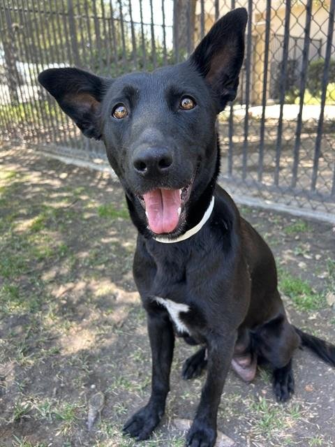 SAMANTHA - Labrador Retriever available for adoption