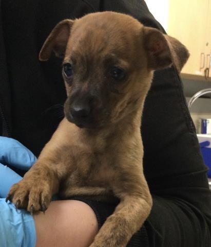 JAN - Chihuahua available for adoption