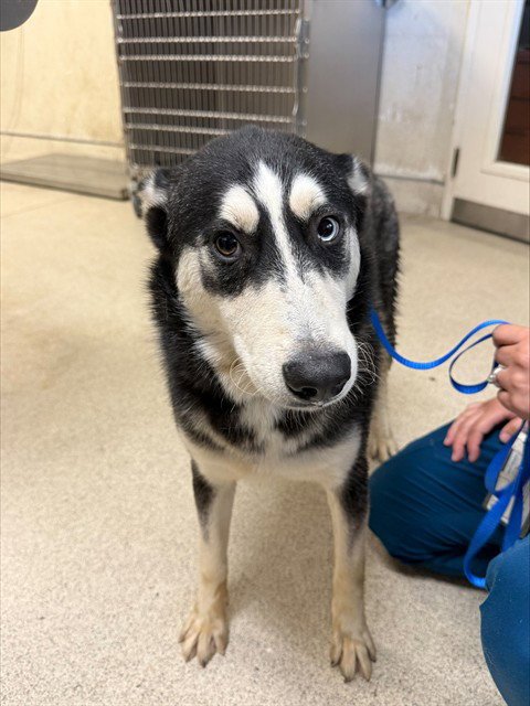 NEO - Siberian Husky available for adoption