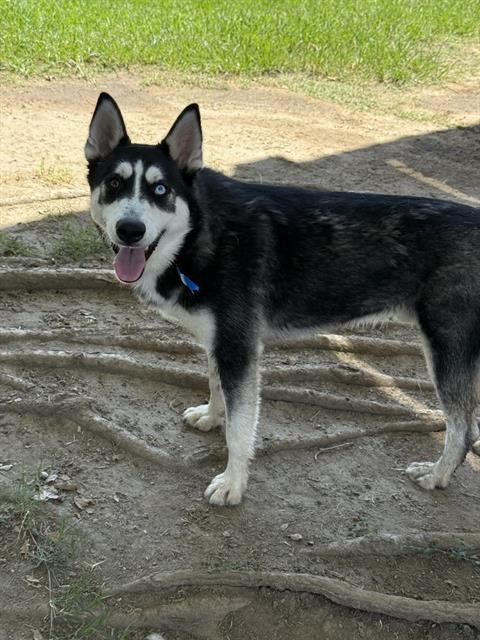 NEO - Siberian Husky available for adoption