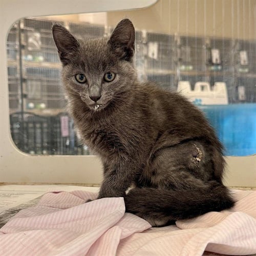 RIPLEY - Domestic Short Hair available for adoption