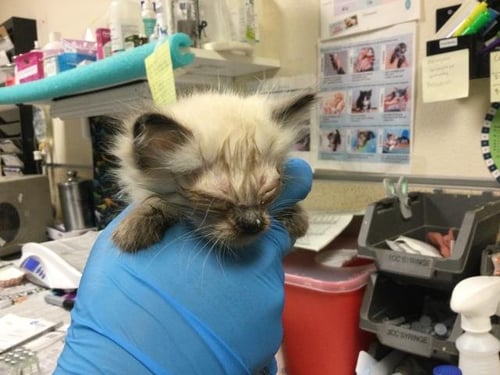 HONESTY - Domestic Short Hair available for adoption